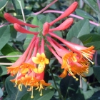 Rote Heckenkirsche / Lonicera brownii Dropmore Scarlet